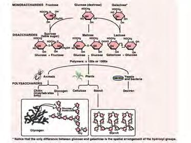 matter Carbohydrates Lipids Proteins Nucleic acids Molecular Level -