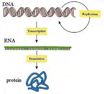 separates Each chain links itself to RNA nitrogen bases Forms a single strand of RNA Mutations may