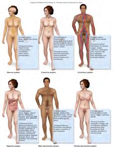 Systems of the Human Body The