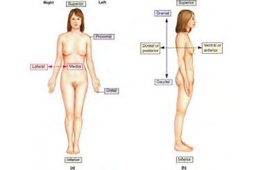 Abdominopelvic areas 2 methods