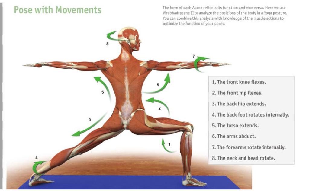Directions of Movement Extremities & Joints Flexion- Bending of a joint so that the bones that form the joint are pulled closer together Extension-The movement that bring bones in a joint into or