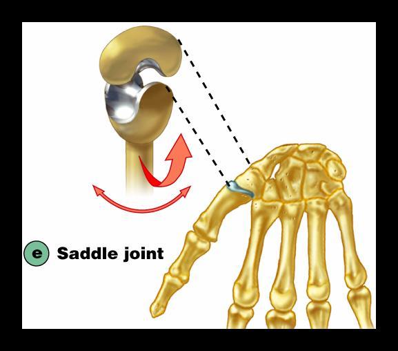 Joint-modified ball & socket, oval shaped bone articulating in an