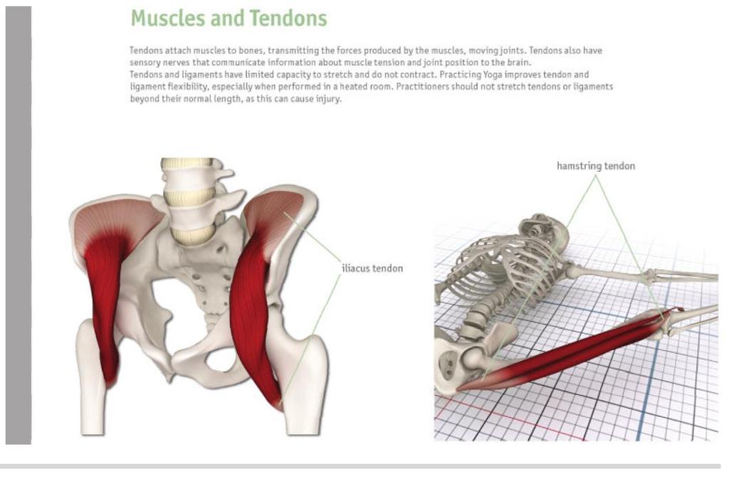 What is a Tendon?