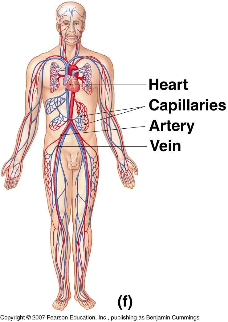 The Cardiovascular System O Blood vessels transport blood O Carries oxygen and carbon