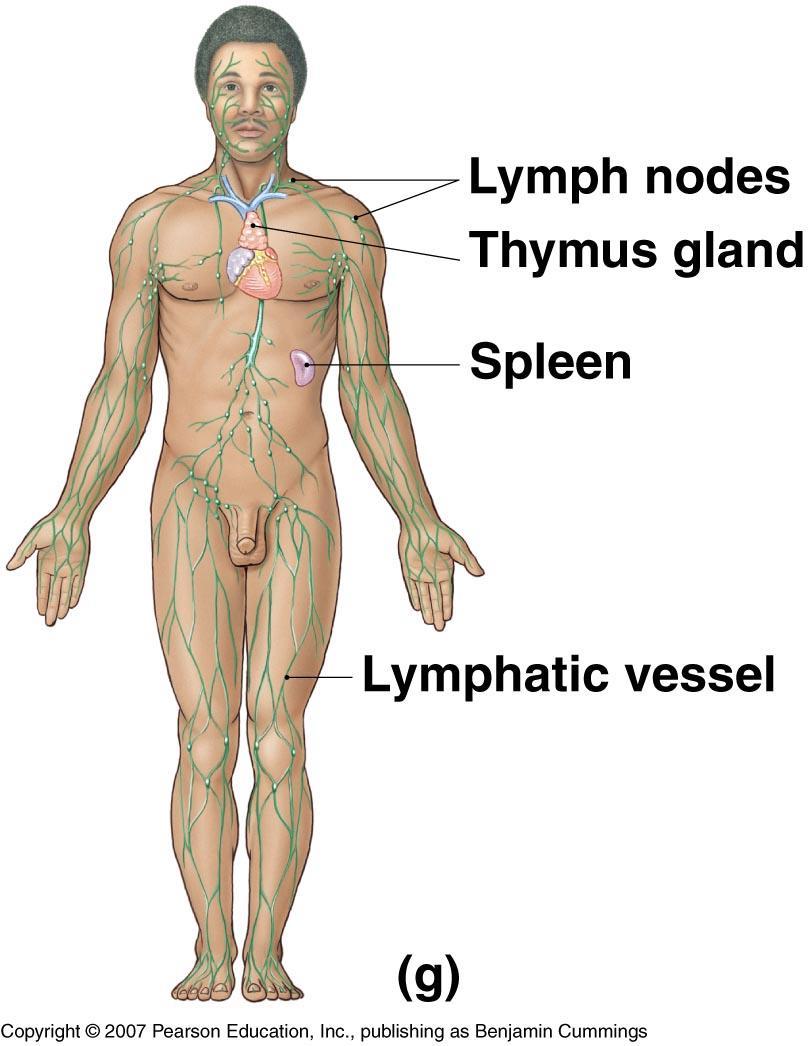 The Lymphatic System O Picks up fluid leaked from blood vessels O Disposes of debris in the lymphatic