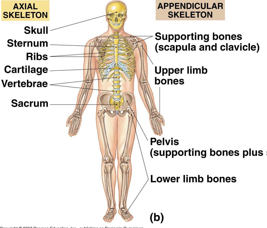 The Skeletal System O Protects and supports body organs O Provides a