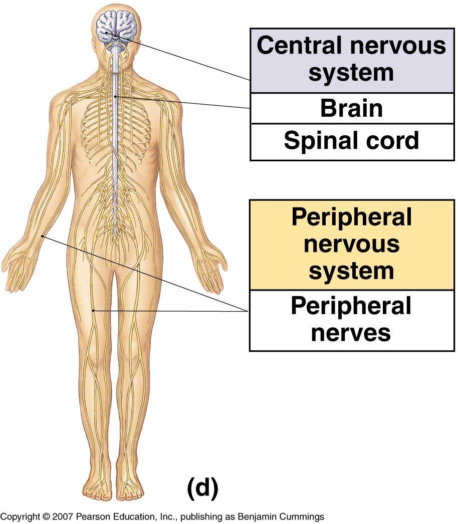 The Nervous System O Fast-acting control