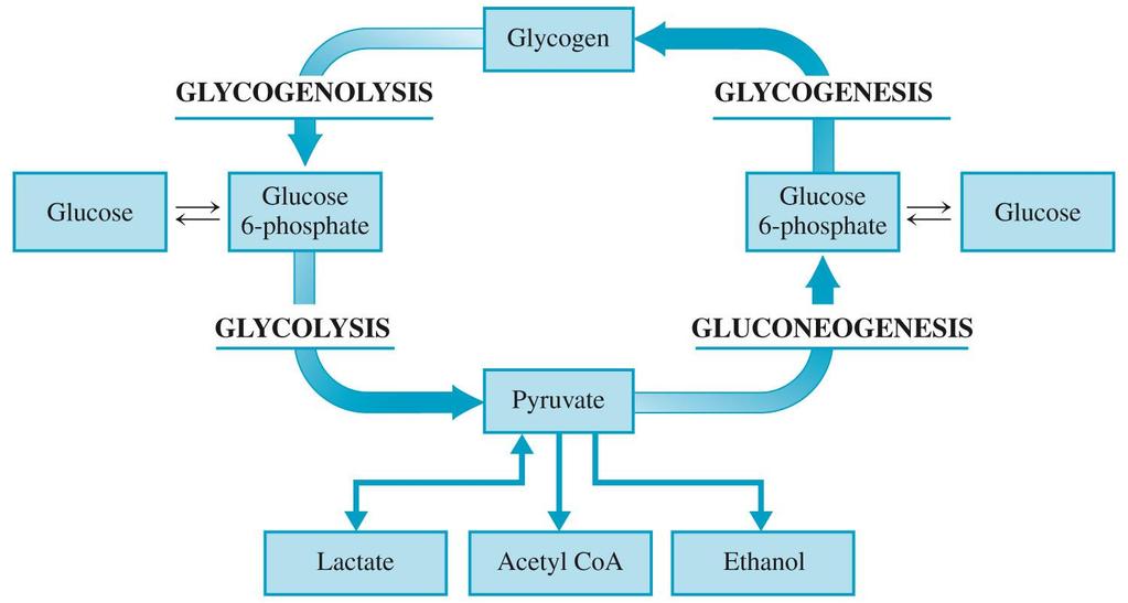 The relationships among 4 metabolic pathways