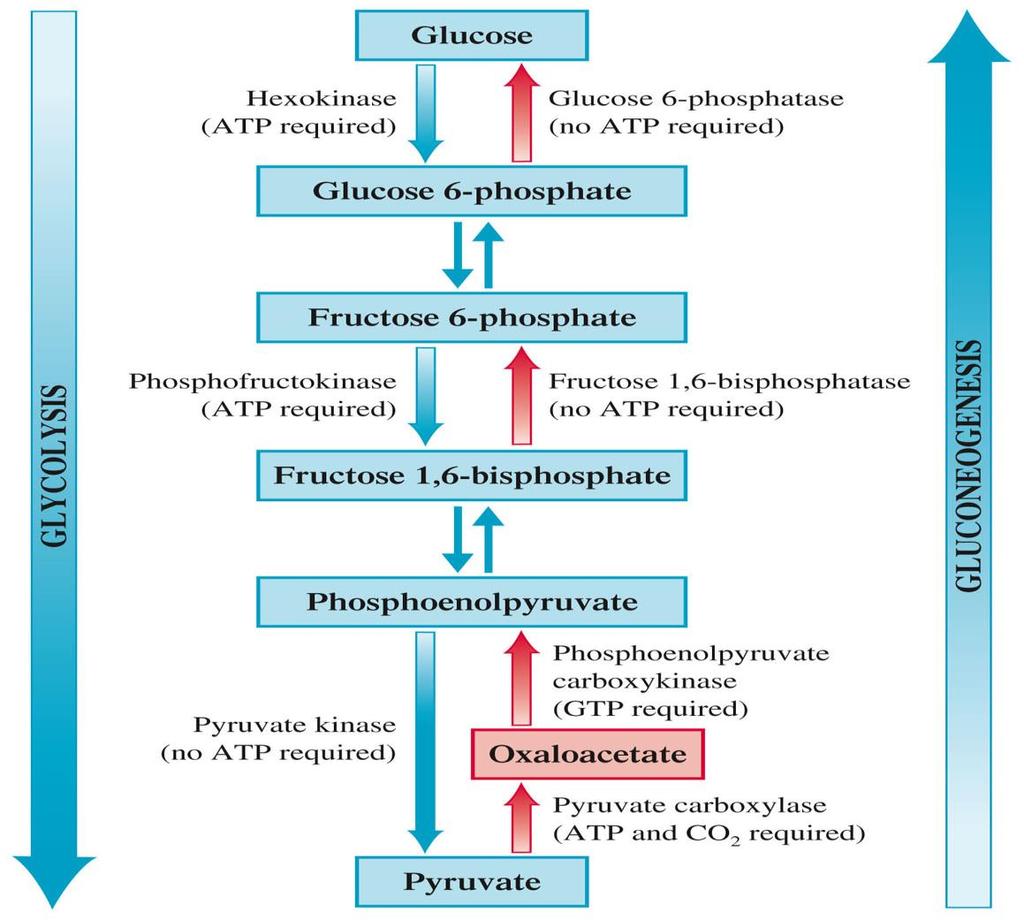 Comparison of Glycolysis & Gluconeogenesis Phosphoenolpyruvate to Fructose-1,6-bisphosphate