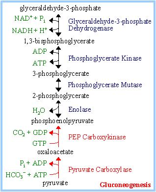 Gluconeogenesis Glycolysis produces 2 ATP. Gluconeogenesis requires equivalent of 6 ATP (4ATP & 2GTP).
