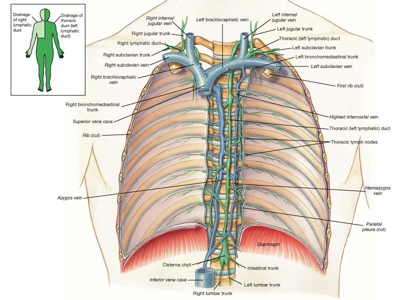 Right lymphatic duct Right subclavian vein Left subclavian vein Thoracic (left lymphatic) duct Lymph