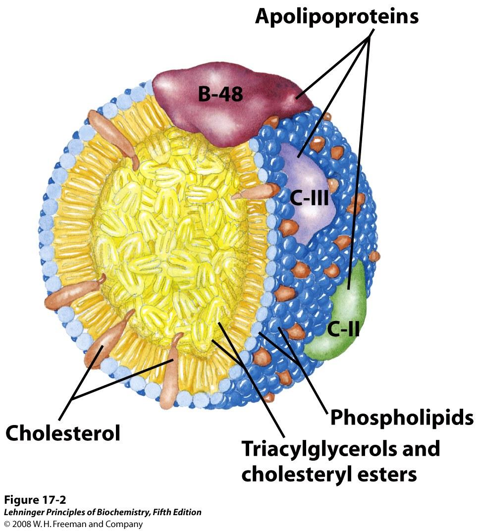 Lipids are Transported in