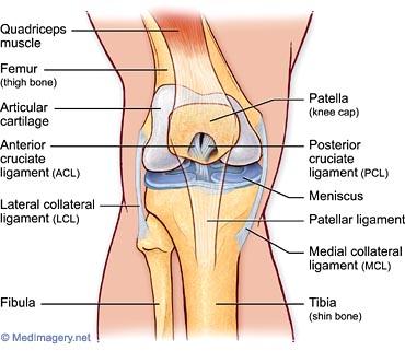 Ligaments and Articulations ACL/PCL