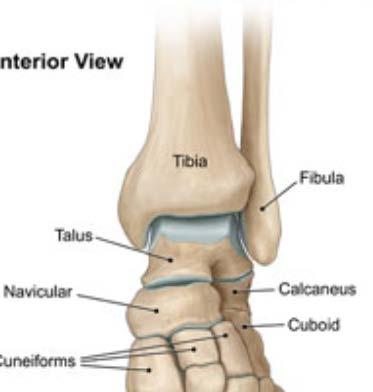 Ankle Anatomy Tibia, Talus, Fibula Tibiotalar and distal tibiofibular