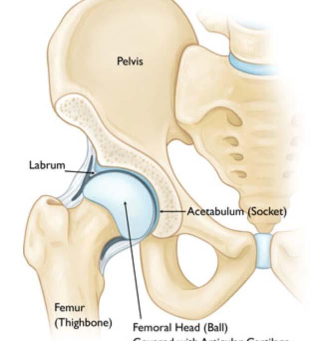 Hip Anatomy Ball and socket joint Stability due to