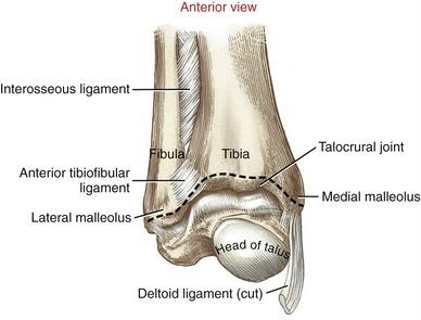 Anatomical Description The ankle is found between the lower leg and the foot and is made up of three main bones: the fibula, tibia and talus.