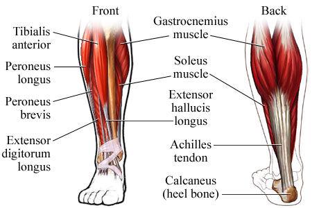 ankle). The joint is a uniaxial hinge joint and is responsible for plantar flexion and dorsiflexion.