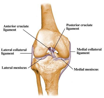 Interestingly, the PCL is approximately 120-150% thicker than the ACL which makes it less likely to tear 11.