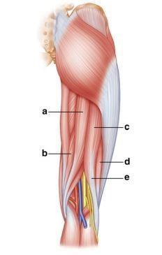 side of the fibular head 83. The function of the LCL is to prevent medial flexion (varus) of the knee 83.
