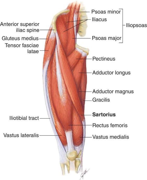 The quadriceps are additional muscles which are important in knee extension and proper movement of the patella.
