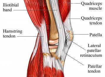 Contraction of the quadriceps muscles pulls the tibia anteriorly, and contraction of the hamstring muscles pulls the tibia posteriorly.