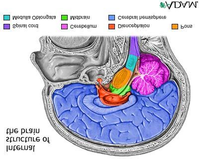 PET Scans The Brain: Anatomy &