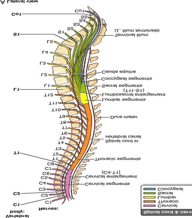 1 Which of the following statements is TRUE? A The spinal cord runs from the foramen magnum to the end of the coccyx.