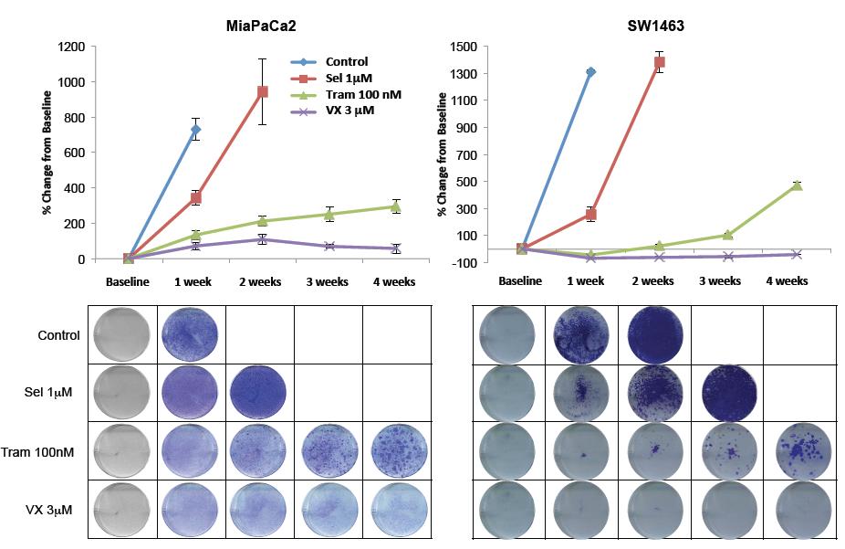 Figure 3: Improved and prolonged suppression of cancer cell growth by ERK inhibitors, compared to MEK inhibitors.
