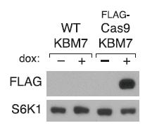 Library construction and delivery (U6 promoter) Lentiviral vector expresing Cas9 nuclease (with a FLAG-tag at its N terminus) under a doxycycline inducible