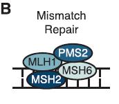 Positive selection 1 CRISPR-CAS9 screening for genes involved in DNA mismatching repair (MMR) sgrnas targeting genes