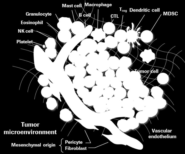 The tumor microenvironment (TME) consists of different cells, including immune cells and non-cellular components in and around the tumor.