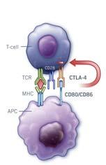 T cell Autoregulation blocked
