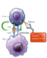 inhibition T cell remains