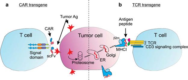GMO T-cells antibody derived binding domain Kershaw et al.