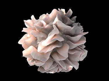 Dendritic Cells Most likely derived from monocytes Made in bone marrow Found in tissues in contact with the