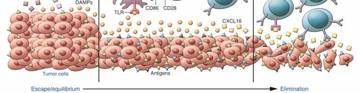 More Antigens/Damage-associated molecular