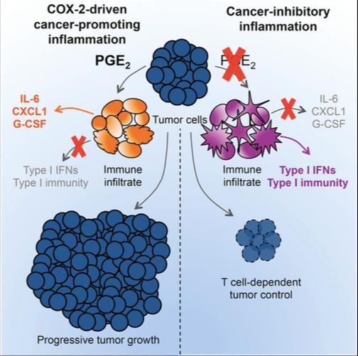Cyclooxygenase-Dependent Tumor Growth through