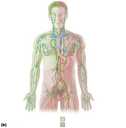 Lymphatic System and Lymphoid Organs and Tissues Lymphatic system a transport system for tissue fluids 1. elaborate network of one-way drainage vessels returning lymph to systemic circulation 2.