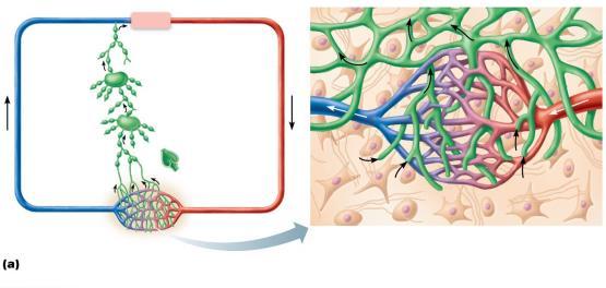 Distribution and Structure of Lymphatic Vessels Lymph vessels include: Lymphatic capillaries and lacteals (intestinal) Collecting lymphatic vessels Three tunics, backflow prevention valves,