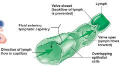 overlap each other, forming flaplike minivalves. Distribution and Structure of Lymphatic Vessels (cont.