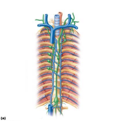 individuals, starts out as an enlarged sac, cisterna chyli Each empties lymph into venous circulation at junction of internal jugular and subclavian veins on its own side of body Figure 20.