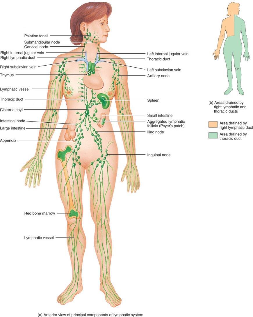 Lymphatic System Endeavour College