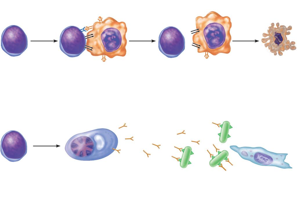 The Immune System Role of Lymphocytes Recognizes specific foreign molecules Destroys pathogens effectively Key cells lymphocytes Also includes lymphoid tissue and lymphoid organs Lymphoid organs