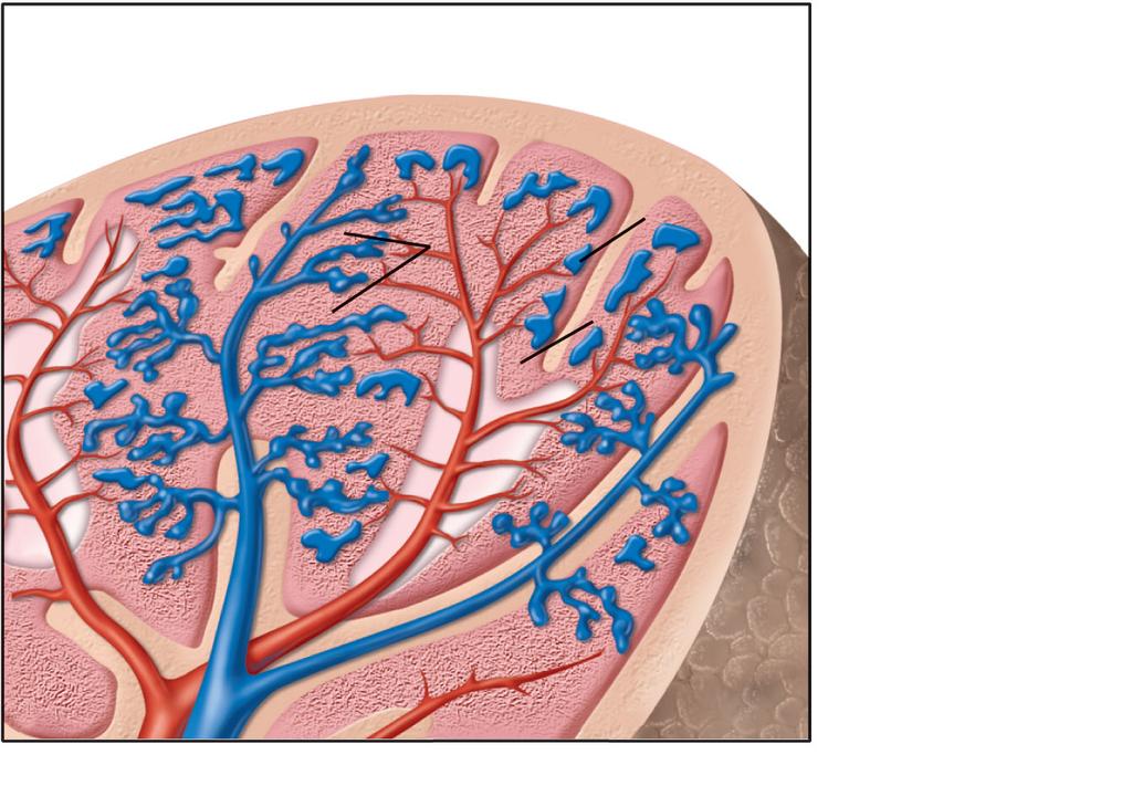 10a, b Tonsils White pulp Left kidney White pulp Splenic artery Splenic artery (b) Diagram of spleen histology Capsule