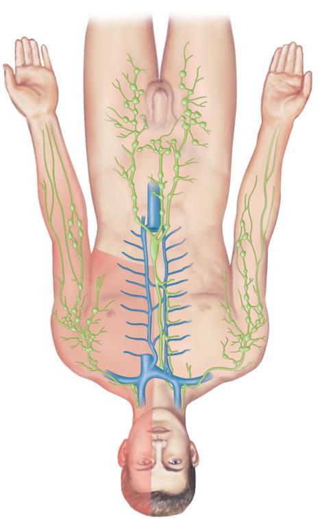 subclavian vein Lymph nodes Lymphatic trunk Thoracic duct Cisterna chyli Lymphatic vessels (a) Right