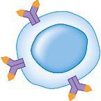 Cytotoxic T cell B cells 2 Macrophage