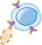Displayed antigen Helper T cell 3 Cytotoxic T
