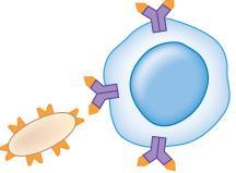 cell interacts with B cell (which has