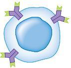 releases cytokines, which activate the B cell