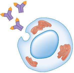 Receptor-antigen combination